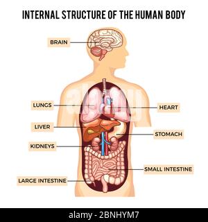 Human body and organs systems. Vector infographic Stock Vector