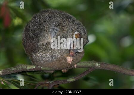 Green ringtail possum (Pseudochirops archeri) curled up in the forest during the day,  Atherton Tablelands, Queensland, Australia. Stock Photo