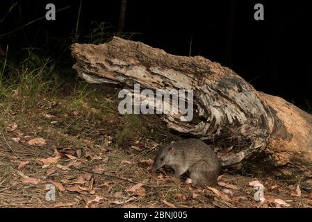 Northern bandicoot (Isoodon macrurus) at night, Queensland, Australia. Stock Photo