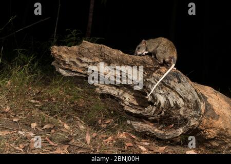 Giant white-tailed rat (Uromys caudimaculatus) at night, Queensland, Australia. Stock Photo