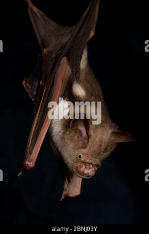 Diadem Leaf-nosed Bat (Hipposideros diadema reginae) at the Tolga Bat Hospital, Queensland, Australia, June.