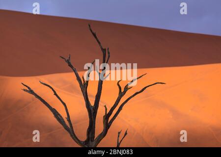 Ancient dead Camelthorn tree (Vachellia erioloba) in Deadvlei, Sossusvlei Salt Pan, Namib Naukluft National Park, Namibia Stock Photo