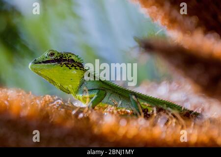 Black-lipped lizard (Calotes nigrilabris) Horton Plains National Park, Central Province, Sri Lanka. Stock Photo