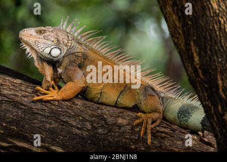 Green iguana (Iguana iguana) perched on a branch in a city park. Guayaquil, Guayas, Ecuador. Stock Photo