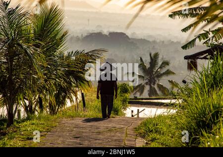 Silhouette farmer wearing traditionaal conical hat Jatiluwih Bali Indonesia Stock Photo