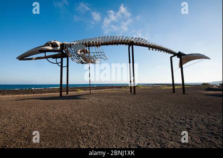 Fin whale (Balaenoptera physalus) skeleton, one of several specimens displayed within the project 'Senda de los cetáceos' (path of the cetaceans), Sal Stock Photo