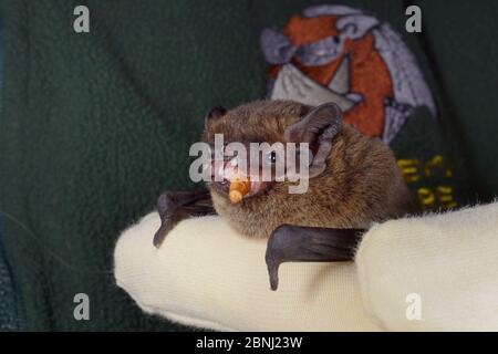 Leisler's / Lesser noctule bat (Nyctalus leisleri) eating a mealworm at North Devon Bat Care, Devon, UK, October 2015. Model released. Stock Photo