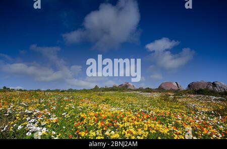 west coat wild flowers, south africa, west coast, langebaan Stock Photo