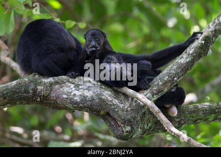 Mantled howler monkey (Alouatta palliata) male relaxing with baby and another adult, tropical rainforest, Barro Colorado Island, Gatun Lake, Panama Ca Stock Photo