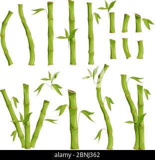 Nature eco pictures of bamboo tree. Jungle wood Stock Vector