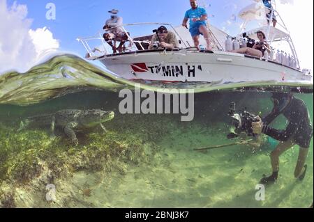 American crocodile (Crocodylus acutus) being photographed by photographer underwater, below boat, Yucatan Peninsula, Mexico Stock Photo