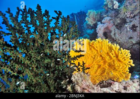 A coral drop off with soft corals (Dendronephthya sp), seafans or gorgonians (Semperina sp) and a hard coral green cup coral (Tubastrea micrantha) Pal Stock Photo