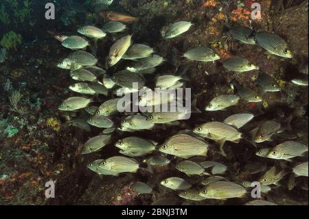 Spottail grunts (Haemulon maculicauda) large shoal, Panama, Pacific Ocean Stock Photo