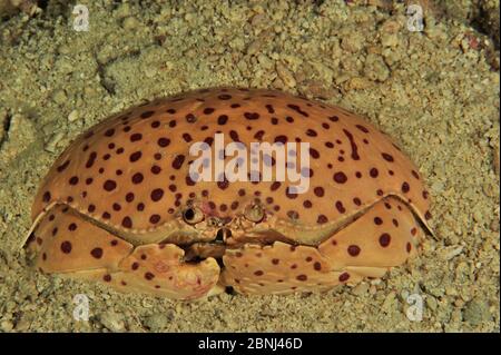 Smooth / Red-spotted box crab (Calappa calappa) Sulu Sea, Philippines Stock Photo