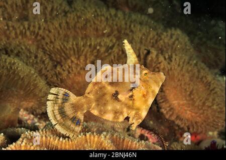 Fan-bellied leatherjacket / filefish (Monacanthus chinensis) Sulu Sea, Philippines Stock Photo