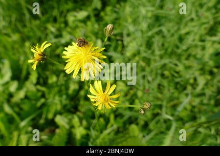 Hawkweed (Hieracium umbellatum) with a bee as a guest. Stock Photo