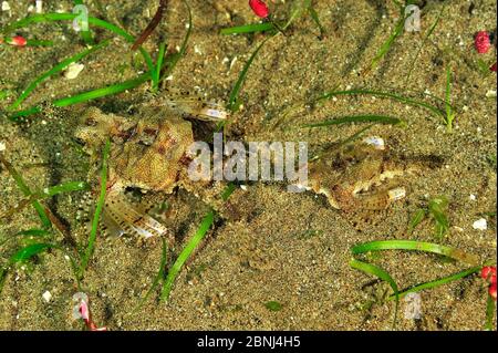 Little dragonfish / Dragon sea moth (Eurypegasus draconis) pair, Sulu Sea, Philippines Stock Photo