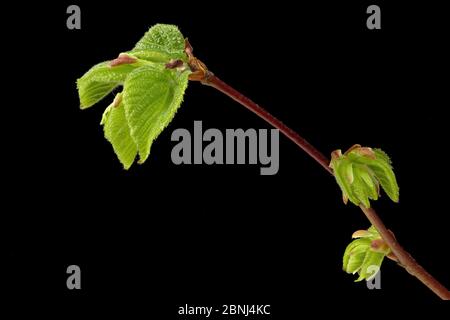 The grove beech, white beech (Carpinus betulus) a popular and versatile hedge plant Stock Photo