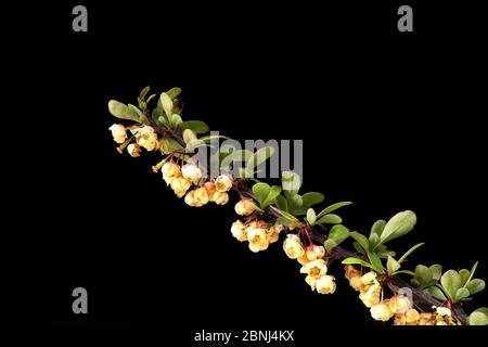 Common barberry (Berberis vulgaris), sour buckthorn, vinegar berry. Often used as a thorn hedge. Stock Photo