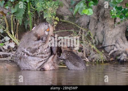Eurasian beaver (Castor fiber) female grooming on the margins of the River Otter as one of its kits demands attention, Devon, UK, July. Part of Devon