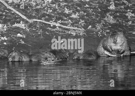 Eurasian beaver (Castor fiber) father sitting on the margins of the River Otter at night as his five kits feed on a willow sapling the mother has brou Stock Photo