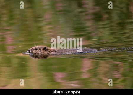 Young Eurasian beaver (Castor fiber) kit swimming , River Otter near its lodge with Himalayan balsam flowers (Impatiens glandulifera) reflected in the Stock Photo