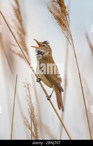 Great reed-warbler (Acrocephalus arundinaceus) singing in reed, Lake Neusiedl, Austria , April. Stock Photo