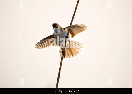 Lesser swamp warbler (Acrocephalus gracilirostris) flapping wings, Marievale Bird Sanctuary, Gauteng Province, South Africa, August. Stock Photo