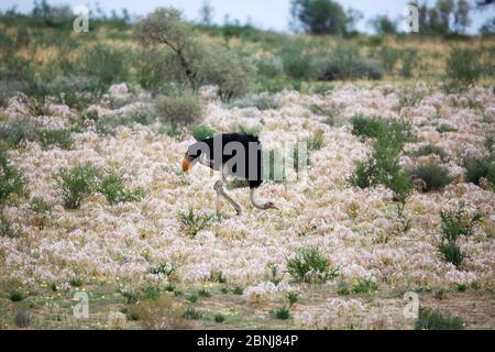 Ostrich (Struthio camelus) amongst Crinum lilies, Kgalagadi Transfrontier Park, Northern Cape Province,  South Africa, February. Stock Photo