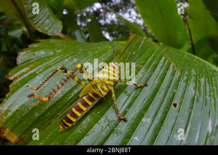 Giant grasshopper (Tropidacris cristata) subadult, Corcovado National Park, Osa Peninsula, Costa Rica Stock Photo