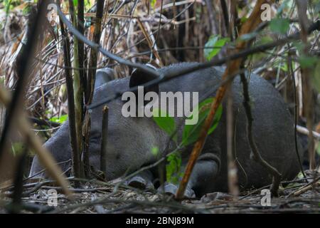 Baird's tapir (Tapirus bairdii) sleeping in dense rainforest, Corcovado National Park, Osa Peninsula, Costa Rica, IUCN Red List Endagered species. Stock Photo