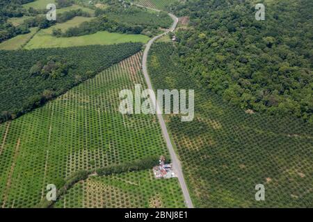 Aerial view of Palm oil (Elaeis guinensis) plantation eating into tropical rainforest, Osa Peninsula, Costa Rica Stock Photo
