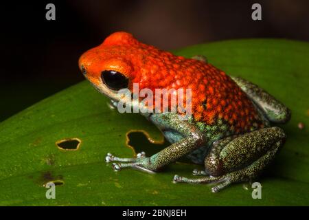 Granular poison frog (Oophaga granulifera) Drake Bay, Osa Peninsula, Costa Rica