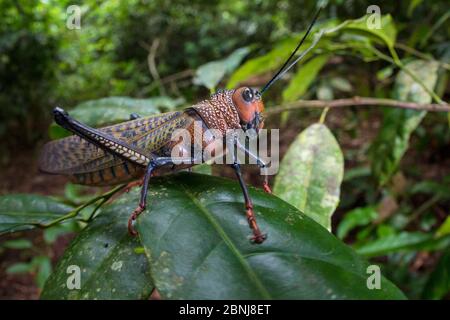 Giant grasshopper (Tropidacris cristata) Corcovado National Park, Osa Peninsula, Costa Rica Stock Photo