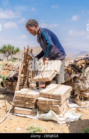 Miner picking up salt blocks extracted from salt flats, Dallol, Danakil Depression, Afar Region, Ethiopia, Africa Stock Photo