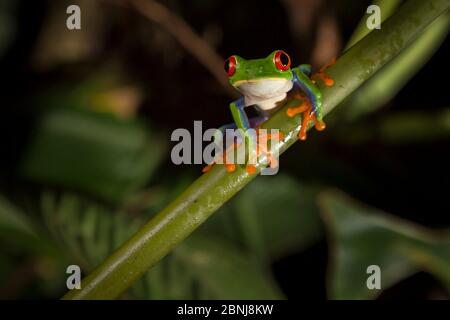 Red-eyed leaf frog (Agalychnis callidryas) male, Central Caribbean foothills, Costa Rica. Stock Photo