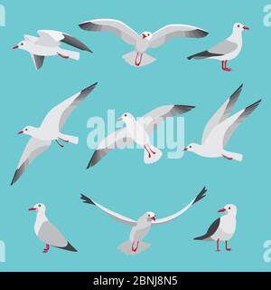 Set illustrations of atlantic seagulls in cartoon style. Pictures of birds in different poses Stock Vector