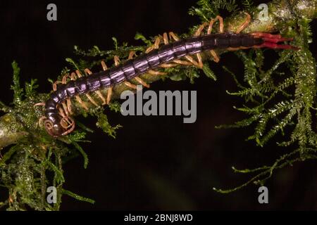 Centipede (Scolopendromorpha) Central Caribbean foothills, Costa Rica. Stock Photo