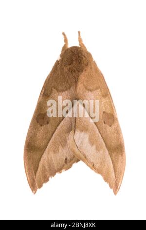Silk moth (Automeris zugana) sequence 2 of 2, with wings open to reveal ...