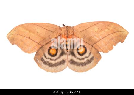 Saturniid moth (Saturniidae) sequence 1 of 2, wings closed ...