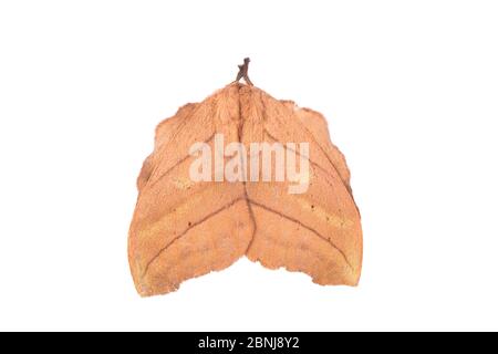 Sequence 2 of 2 Saturniid Moth (Saturniidae) wings open with eyespots ...