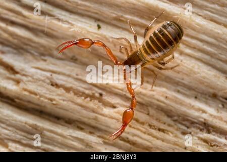 Pseudoscorpion (Neobisium muscorum) found in leaf litter, Derbyshire, UK. April Stock Photo