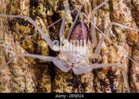 Tailless whipscorpion (Amblypygi) still pale from recently shedding its skin, Osa Peninsula, Costa Rica. Stock Photo