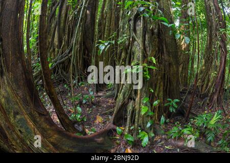 Strangler fig (Ficus zarazalensis) a species endemic to the Osa Peninsula, growing in lowland rainforest, Osa Peninsula, Costa Rica Stock Photo