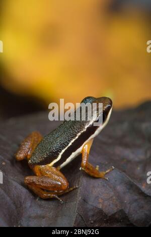 Lowland rocket frog (Silverstoneia flotator) Osa Peninsula, Costa Rica. Stock Photo