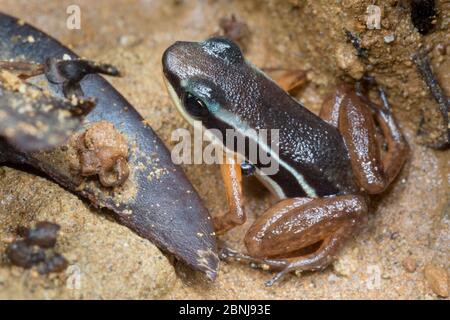 Lowland rocket frog (Silverstoneia flotator) Osa Peninsula, Costa Rica Stock Photo