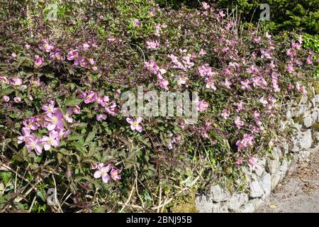 Clematis Montana Rubens flowers flowering on a domestic front garden stone wall in spring. Benllech, Isle of Anglesey, Wales, UK, Britain Stock Photo