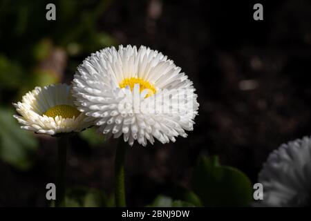 Bellis perennis is a species of daisy common in Europe. It is widespread in many temperate zones. Many similar plants are known as daisies, or also as Stock Photo