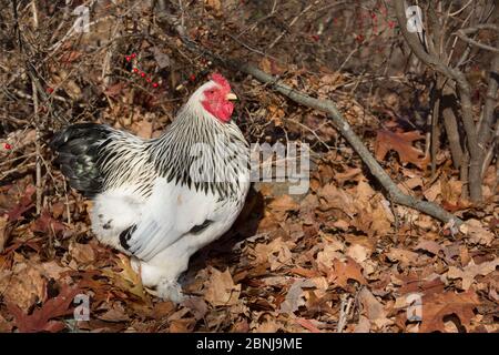 Silver-laced bantam Brahma rooster, Terryville, Connecticut, USA Stock Photo