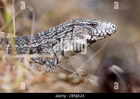 Common or Golden tegu (Tupinambis teguixin) in bankside vegetation. Pousada Caiman. Mato Grosso do Sul, southern Pantanal, Brazil. Stock Photo